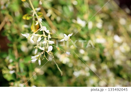 清楚　白萩の花 135492045
