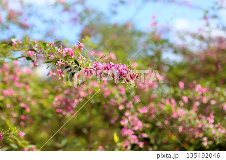 可愛い 萩の花 秋の七草 可愛い 萩の花 秋の七草 135492046
