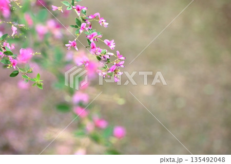 可愛い 萩の花 秋の七草 可愛い 萩の花 秋の七草 135492048