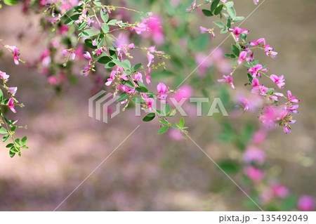 可愛い　萩の花　秋の七草 135492049