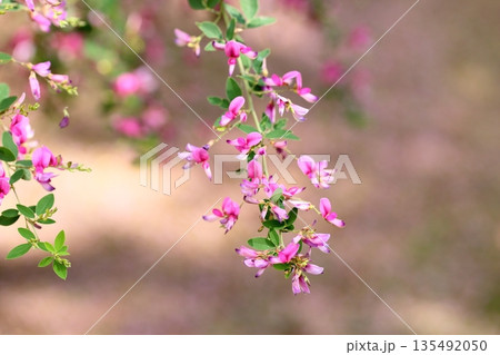 可愛い 萩の花 秋の七草 可愛い 萩の花 秋の七草 135492050