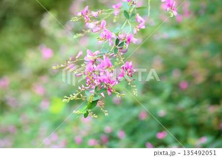 可愛い　萩の花　秋の七草 135492051