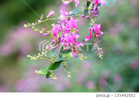 可愛い 萩の花 秋の七草 可愛い 萩の花 秋の七草 135492052