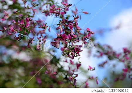 可愛い 萩の花 秋の七草 可愛い 萩の花 秋の七草 135492053