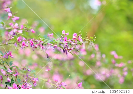 可愛い 萩の花 秋の七草 可愛い 萩の花 秋の七草 135492156
