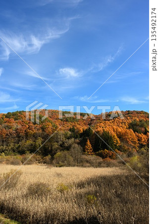 秋の山並みと草地が広がる紅葉風景(長野県長野市) 秋の山並みと草地が広がる紅葉風景(長野県長野市) 135492174