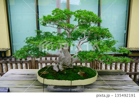 9626 盆栽 もみじ「紅陵」 BONSAI 9626 盆栽 もみじ「紅陵」 BONSAI 135492191