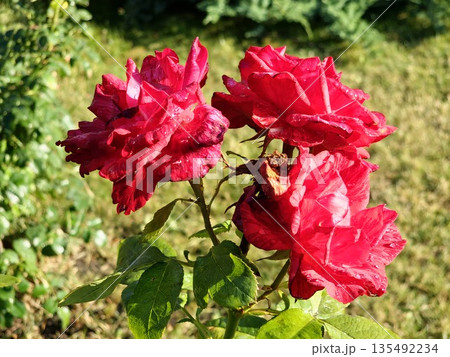 Red rose background. Roses on a bush in the garden, close-up. Flower with water droplets after rain or morning dew. Plant care, landscaping, holiday gift for a girl. 135492234