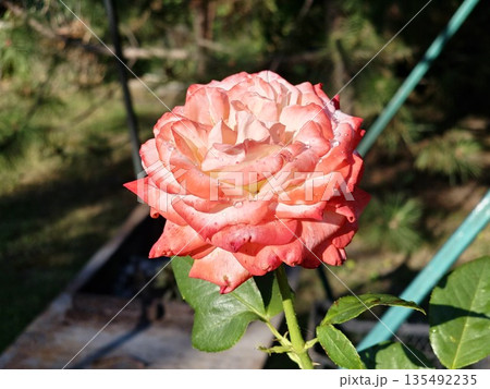 A red and white rose background. Roses on a bush in the garden, close-up. A flower with water droplets after rain or morning dew. Plant care, landscaping 135492235