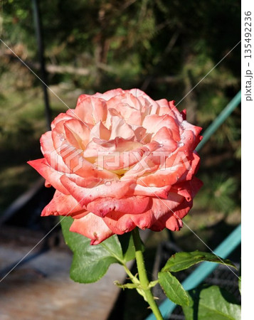 Red and white rose background. Roses on a bush in the garden, close-up. A flower with water droplets after rain or morning dew. Plant care, landscaping Red and white rose background. Roses on a bush in the garden, close-up. A flower with water droplets after rain or morning dew. Plant care, landscaping 135492236