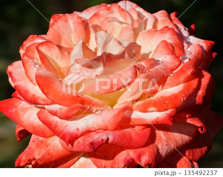 A red and white rose background. Roses on bush in the garden, close-up. A flower with water droplets after rain or morning dew. Plant care, landscaping 135492237