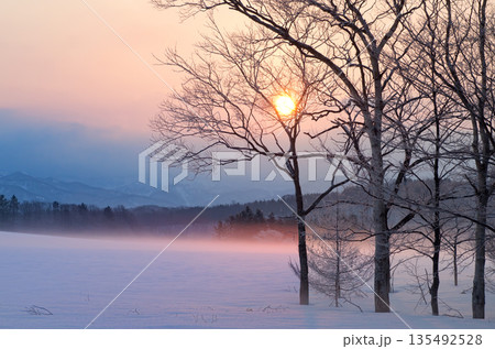 氷点下の夜明けと木々と雪原の朝靄の美しい風景 氷点下の夜明けと木々と雪原の朝靄の美しい風景 135492528