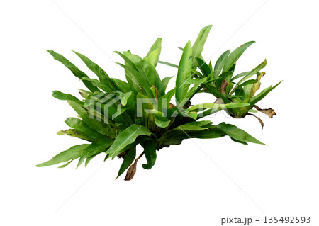Java Fern (Microsorum pteropus) 135492593