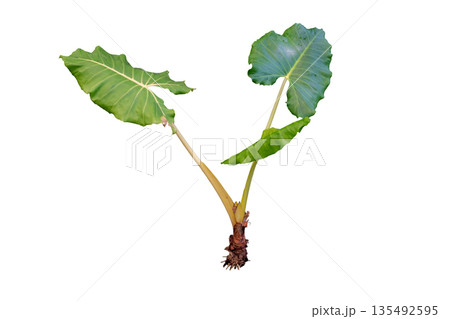 Tropical plant Typhonodorum lindleyanum Tropical plant Typhonodorum lindleyanum 135492595