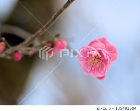 1月に咲いた美しいピンク色の梅の花「未開紅（ミカイコウ）」 135492604