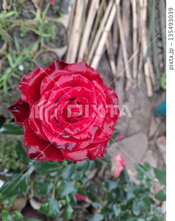Close-Up Red Variegated Rose Bloom in Garden With Dark Green Leaves 135493039