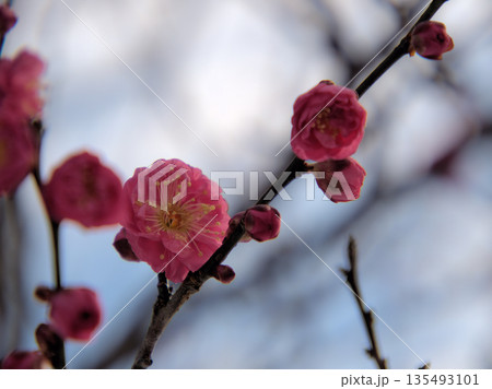寒い1月に咲いた美しい紅梅「八重寒紅(ヤエカンコウ)」 寒い1月に咲いた美しい紅梅「八重寒紅(ヤエカンコウ)」 135493101