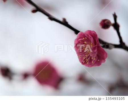 寒い1月に咲いた美しい紅梅「八重寒紅（ヤエカンコウ）」 135493105