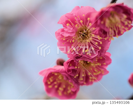 寒い1月に咲いた美しい紅梅「八重寒紅（ヤエカンコウ）」 135493106