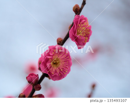 寒い1月に咲いた美しい紅梅「八重寒紅(ヤエカンコウ)」 寒い1月に咲いた美しい紅梅「八重寒紅(ヤエカンコウ)」 135493107
