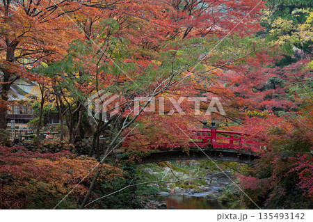赤い橋と紅葉に包まれた大寧寺　山口県長門市 135493142