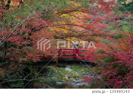 赤い橋と紅葉に包まれた大寧寺 山口県長門市 赤い橋と紅葉に包まれた大寧寺 山口県長門市 135493143