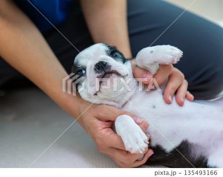 ボストンテリアの仔犬と女性 135493166