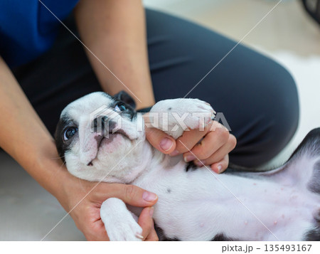 ボストンテリアの仔犬と女性 135493167