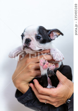 ボストンテリアの仔犬と男性 ボストンテリアの仔犬と男性 135493169
