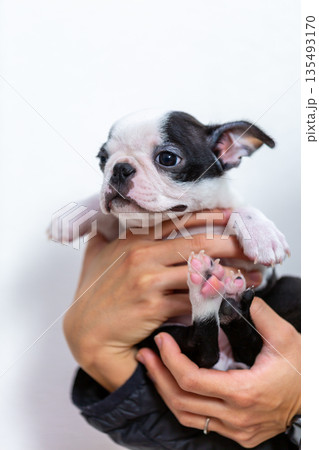ボストンテリアの仔犬と男性 135493170