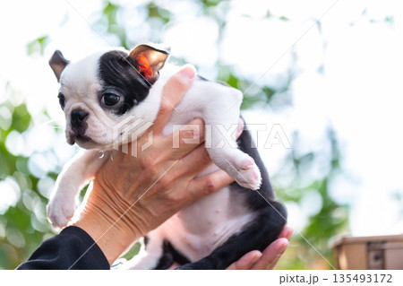 ボストンテリアの仔犬と男性 135493172