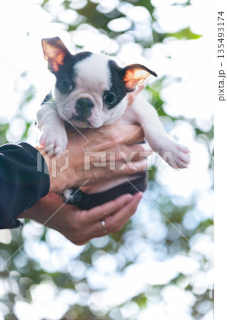 ボストンテリアの仔犬と男性 135493174
