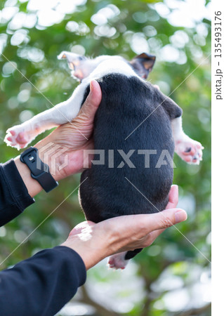 ボストンテリアの仔犬と男性 ボストンテリアの仔犬と男性 135493176