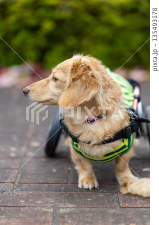 公園で散歩をする車椅子のカニンヘンダックスフンド 135493178