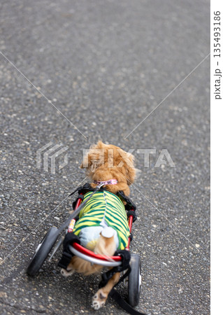 公園で散歩をする車椅子のカニンヘンダックスフンド 135493186