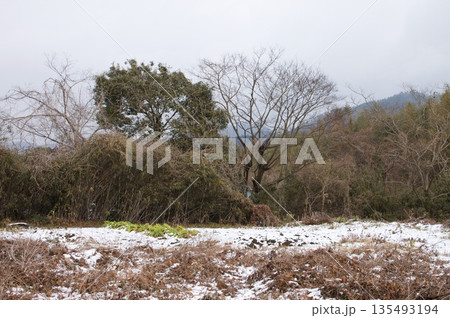 薄雪の積もった田舎の山林 135493194