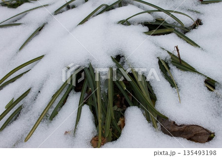 草に積もった雪 135493198