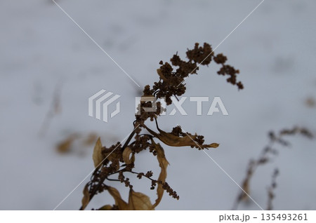 枯れ草 枯れ草 135493261
