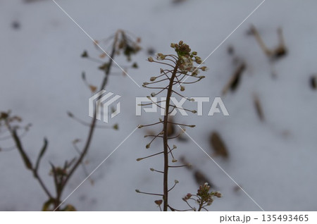 枯れ草と雪 枯れ草と雪 135493465