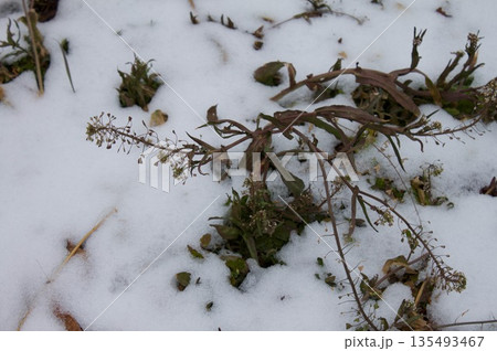 枯れ草と雪 枯れ草と雪 135493467