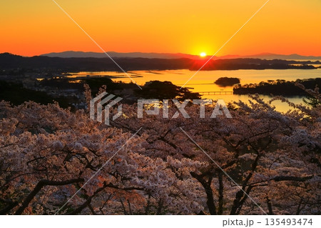 朝焼けと満開の桜 朝焼けと満開の桜 135493474