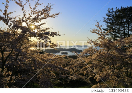 朝焼けと満開の桜 朝焼けと満開の桜 135493488
