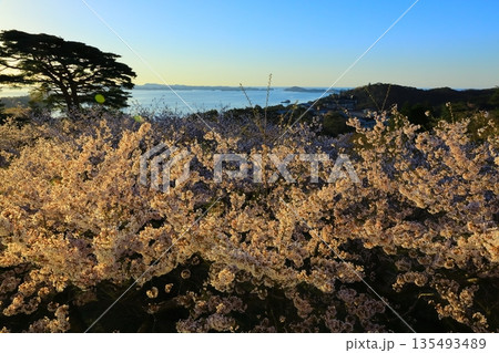 朝焼けと満開の桜 朝焼けと満開の桜 135493489