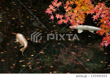 紅葉の中を泳ぐ鯉　大寧寺　山口県長門市 135493501