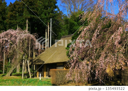 快晴の青空をバックに満開に咲く一本桜 135493522