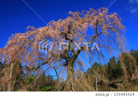 快晴の青空をバックに満開に咲く一本桜 快晴の青空をバックに満開に咲く一本桜 135493524