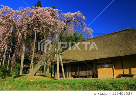 快晴の青空をバックに満開に咲く一本桜 快晴の青空をバックに満開に咲く一本桜 135493527