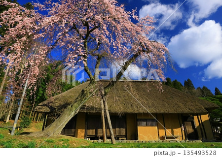 快晴の青空をバックに満開に咲く一本桜 135493528