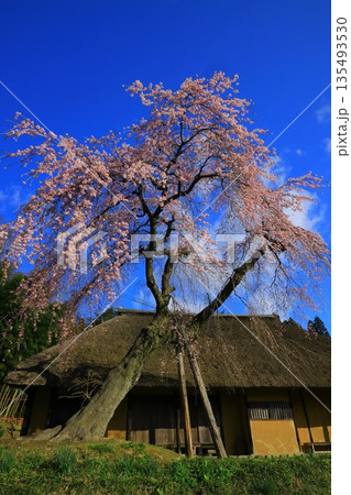 快晴の青空をバックに満開に咲く一本桜 135493530