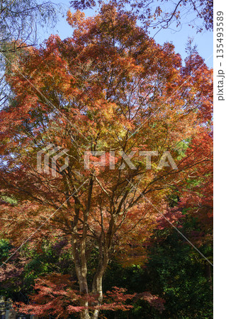 紅葉に包まれた大寧寺 山口県長門市 紅葉に包まれた大寧寺 山口県長門市 135493589